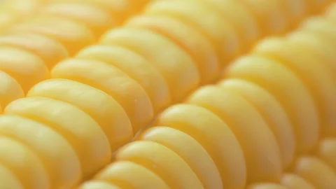 Closeup view of fresh sweet corn on the cob Stock Footage 311750615