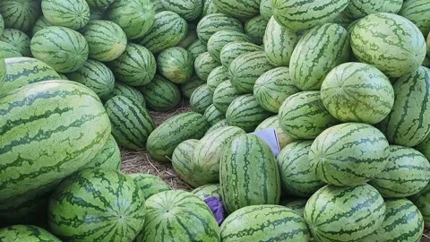 Closeup view of fresh watermelons stacked together showing green rind textu.. Vídeos de archivo 334792276