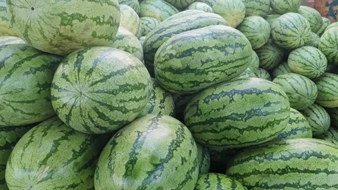 Closeup view of fresh watermelons stacked together showing green rind textu.. 스톡 동영상 334792307