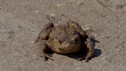Closeup view of a Frog resting on Sand, showcasing its beauty and vibrant colors Stock Footage 313285649