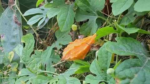 Closeup view of fully ripe yellow bitter gourd showing wrinkled texture and.. Vidéo 335880203