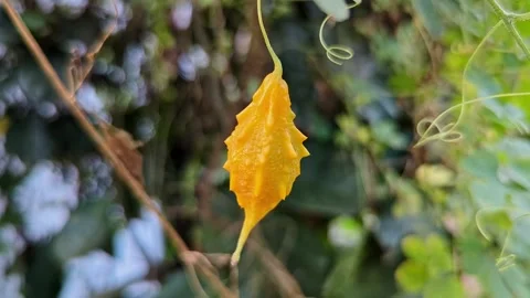 Closeup view of fully ripe yellow bitter gourd showing wrinkled texture and.. Stock Footage 335880214