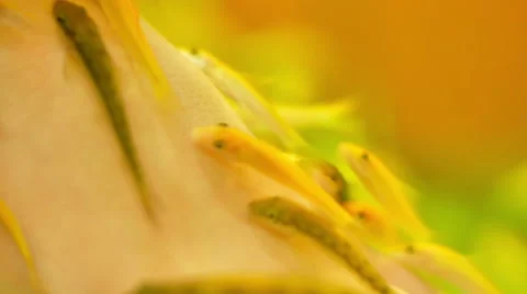Closeup view of the Garra rufa fish are cleaning skin in wellness spa Stock Footage 53196719