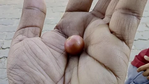 Closeup view of gasgase fruit held in hand showing natural texture and ripene Stock Footage 334793382