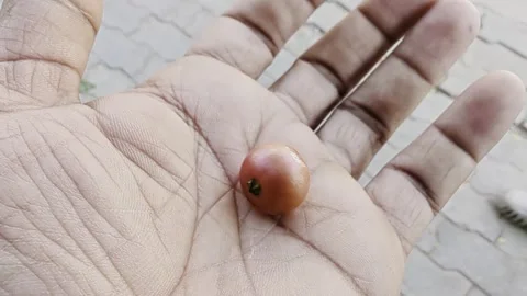 Closeup view of gasgase fruit held in hand showing natural texture and ripene 스톡 동영상 334793679
