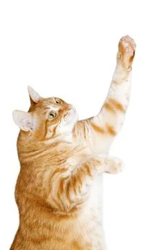 Closeup view of ginger cat pulls up his paw and look up. Isolated on white Stock Photos