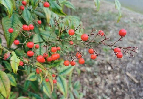 Closeup view of glossy cherry like red fruits on branches in winter Stock Photos