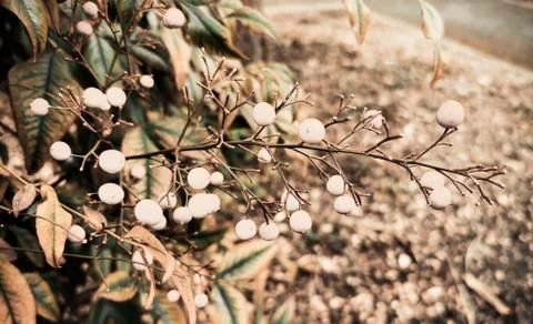 Closeup view of glossy cherry like white fruits on branches in winter Stock Photos