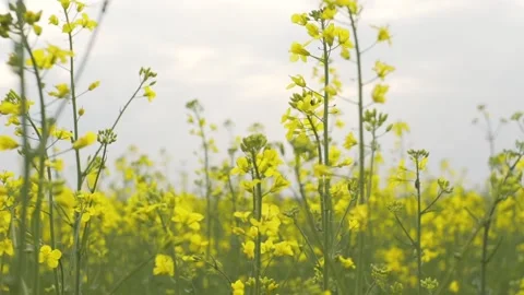 Closeup view of golden rapeseed. 스톡 동영상 132965788