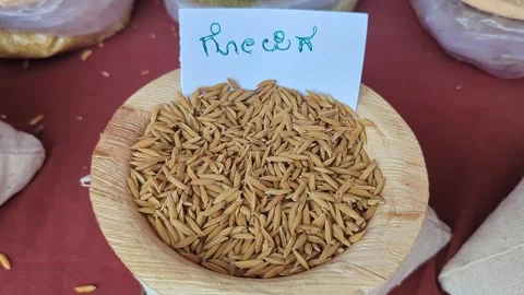 Closeup view of gopika paddy displayed at krishi mela highlighting grain te.. Stock Footage 334553607