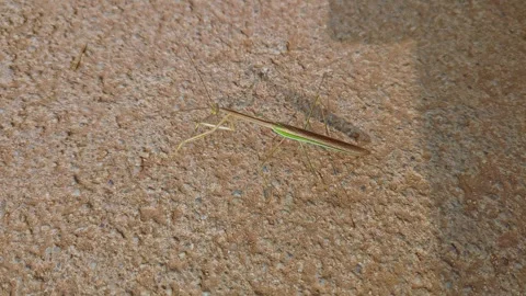 Closeup view of grass mantis resting on textured surface showing camouflage.. Stock Footage 335520251