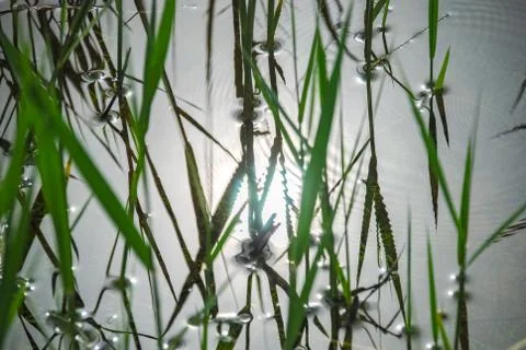Closeup view of grass in the water. Selective focus. Stock Photos