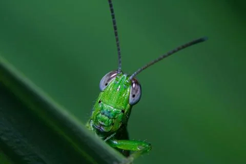 Closeup view of a grasshopper on a leaf Stock Photos
