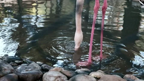 Closeup view of a greater flamingo drinking water in a pond behind the fence Stock Footage 149377092