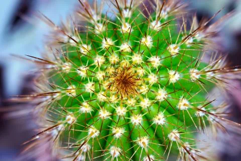 Closeup view of green cactus as a background (top view, texture) Stock Photos