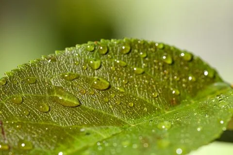 Closeup view of green cherry tree leaf with water drops Stock Photos