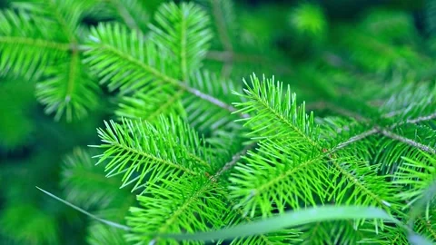 Closeup view of green coniferous tree growing in botanical garden in Kamchatka. 動画素材 158995917
