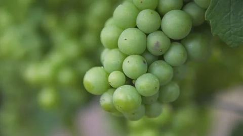 Closeup view of green grapes. Stock Footage 132974353