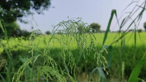 Closeup view of green grass with trees in the background Stock-Footage 266551634