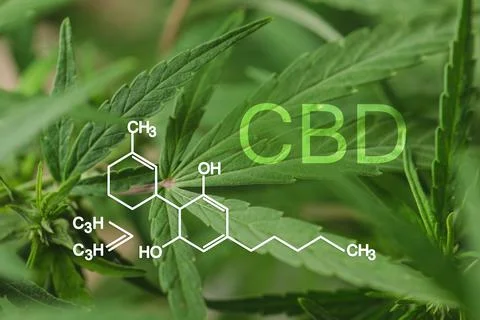 Closeup view of green hemp plant and CBD formula Stock Photos