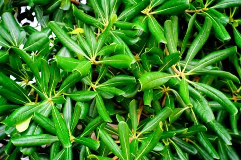 Closeup view of green leaf on blurred background Stock Photos