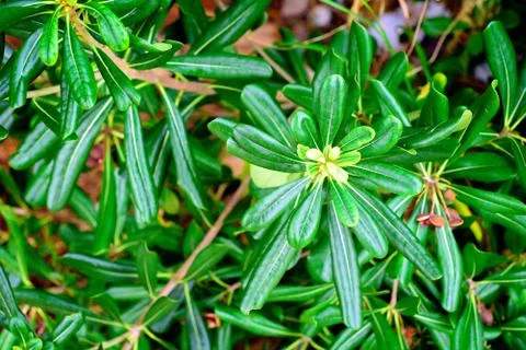 Closeup view of green leaf on blurred background 写真素材