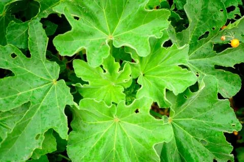 Closeup view of green leaf on blurred background Stock Photos