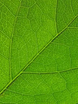 Closeup view of a green leaf texture Stock Photos