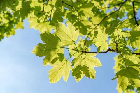 A closeup view of a green leaf on a tree branch in sunlight Stock Photos