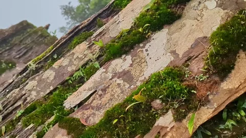 Closeup view of green moss and white lichen growing across textured rock su.. Stock-Footage 346816861
