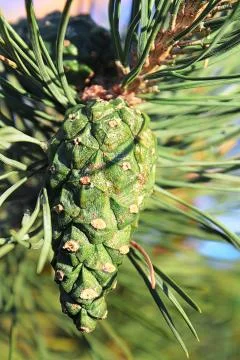 Closeup view of a green pine cone in summer Stock Photos