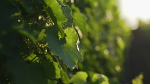 Closeup view of a green vineyard. Stock Footage 132973362