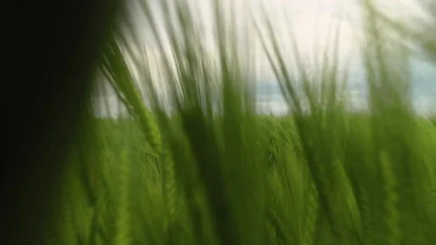 Closeup up view of a green wheat field. Video stock 134701080