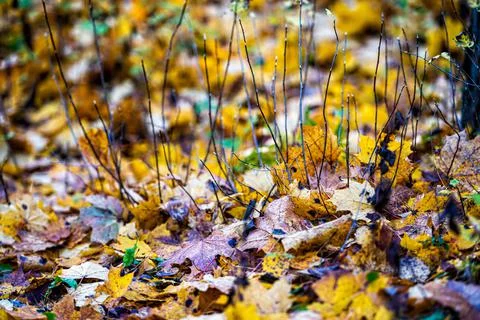 Closeup view on the ground covered with fallen golden leaves Stock Photos