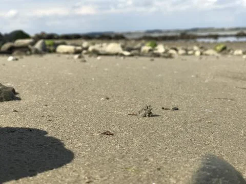 Closeup view of ground level perspective of sea sandy morph with rocky seaside b Stock Photos