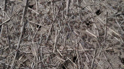 A closeup view of ground texture showcasing Ants, natural elements in the enviro Stock Footage 312746360