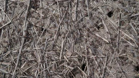 A closeup view of ground texture showcasing Ants, natural elements in the enviro Stock Photos