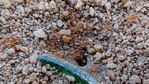 Closeup view of group of pharaoh ants moving together on surface in macro d.. Stock Footage 335520884