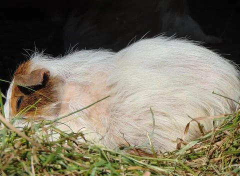 Closeup view of a guinea pig Stock Photos