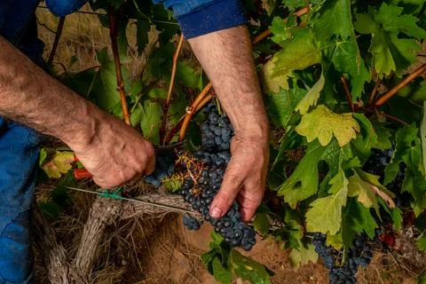 Closeup view of the hands of an old man cutting grape brunches from a grape.. Photos