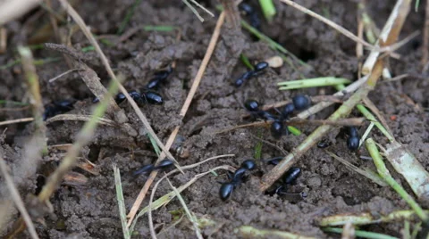 Closeup view of hard working black ants Stock Footage 40618923
