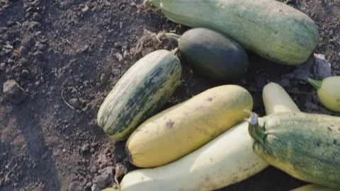 A closeup view of harvest of zucchini of different varieties. Environmentally Stock Footage 161447834