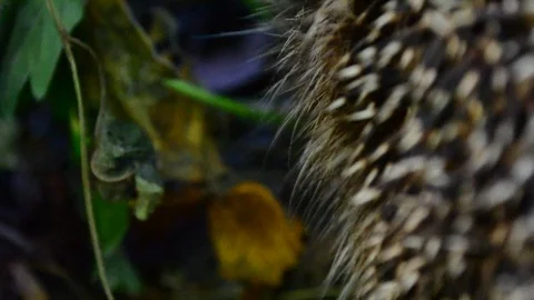 Closeup view of head of cute hungry hedgehog eating Stock Footage 87888939