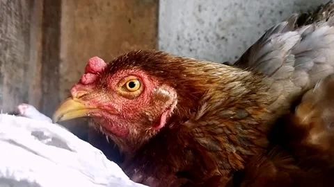 Closeup view of a hen laying eggs in a coop Stock Footage 219288422