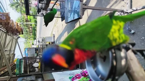 Closeup view of hens and parrots on street asian bazaar attached by the cord Video stock 223940466