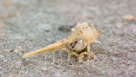 Closeup view of hermit crab comes out of the shell at the tropical ocean beach Stock Footage 69798042