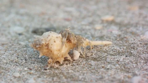 Closeup view of hermit crab comes out of the shell Stock Footage 72648313