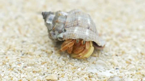 Closeup view of hermit crab in small shell at tropical ocean beach Stock Footage 86903437