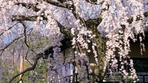 Closeup view of Higan cherry tree blossom at some Kyoto street, Japan. 動画素材 112585796