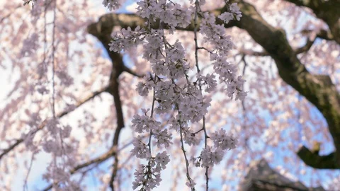 Closeup view of Higan cherry tree blossom at some Kyoto street, Japan. Stock Footage 126540466
